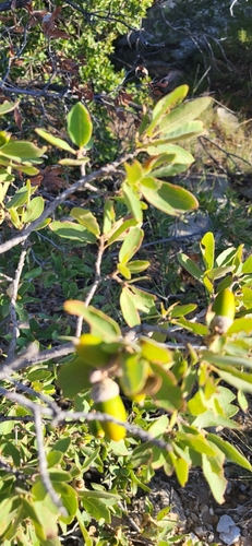 Quercus mohriana, photograph 6