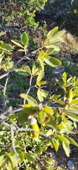 Quercus mohriana, photograph (c) Laurel Meredyk, some rights reserved (CC BY)