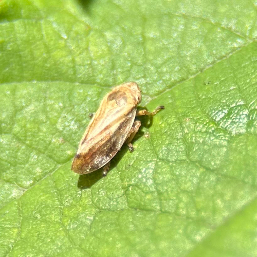 Wiesenschaumzikade