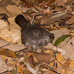 Nyctiphrynus ocellatus