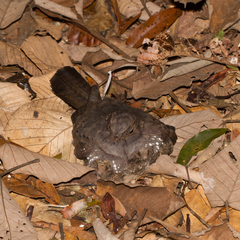 Nyctiphrynus ocellatus