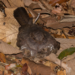 Nyctiphrynus ocellatus