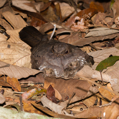 Nyctiphrynus ocellatus