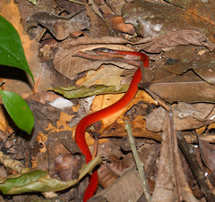 Drepanoides anomalus
