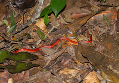 Drepanoides anomalus