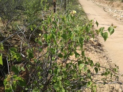 Gossypium davidsonii