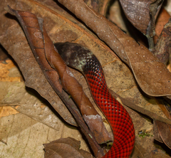 Drepanoides anomalus