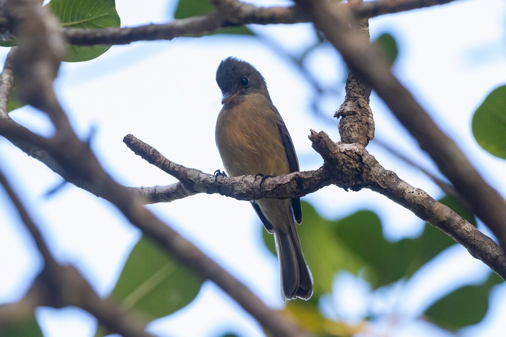 Lesser Antillean Pewee