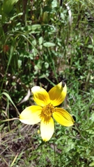 Bidens aurea