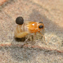 Flavoclypeus andromedus