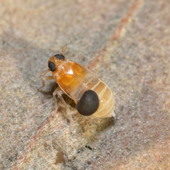 Flavoclypeus andromedus