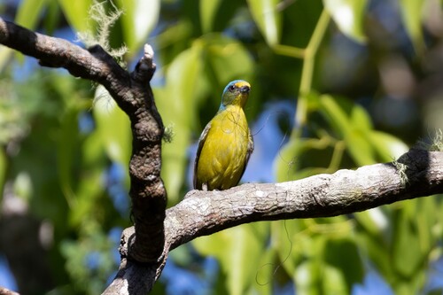 Puerto Rican Euphonia (Chlorophonia sclateri), photo 6