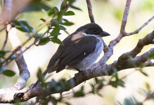 Puerto Rican Tanager (Nesospingus speculiferus), photo 7
