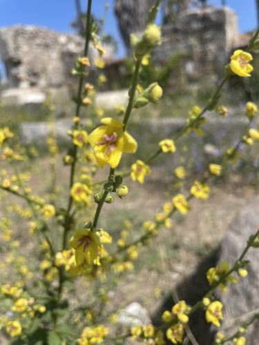 Wavyleaf mullein (Verbascum sinuatum)
