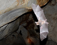 Macrotus waterhousii