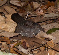 Nyctiphrynus ocellatus