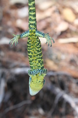 Mount Zempoaltepec Alligator Lizard photo 3