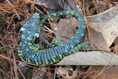 Mount Zempoaltepec Alligator Lizard photo 4
