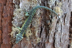 Mount Zempoaltepec Alligator Lizard photo 5
