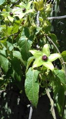 Gonolobus uniflorus