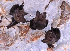 Macrotus waterhousii