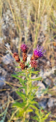 Plains Ironweed (Vernonia marginata)