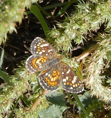 Phyciodes picta