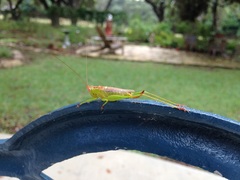 Orchelimum silvaticum