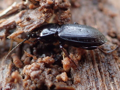 Pterostichus adstrictus