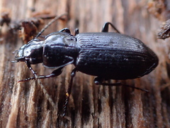 Pterostichus adstrictus