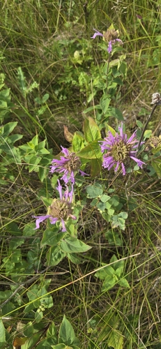 wild bergamot