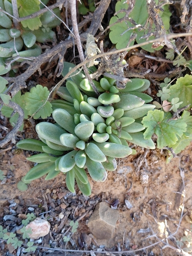 Adromischus phillipsiae