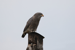 Western Banded Snake Eagle photo 4