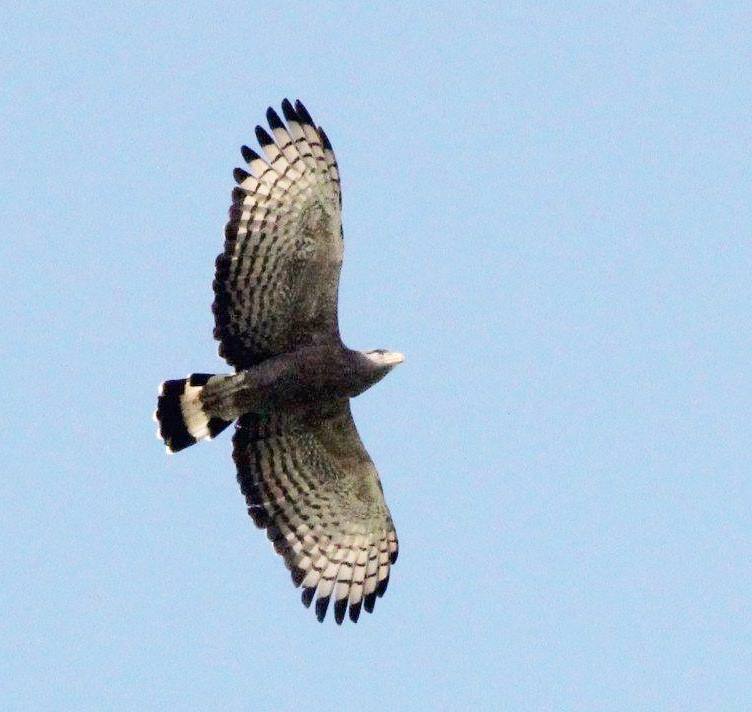 Western Banded Snake Eagle