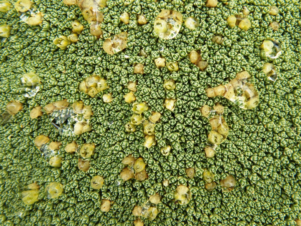 Pycnophyllum lechlerianum