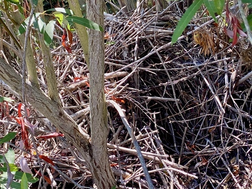 iNaturalist observation photo of Woodrats