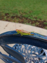 Orchelimum silvaticum