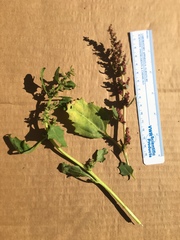 Chenopodium macrospermum