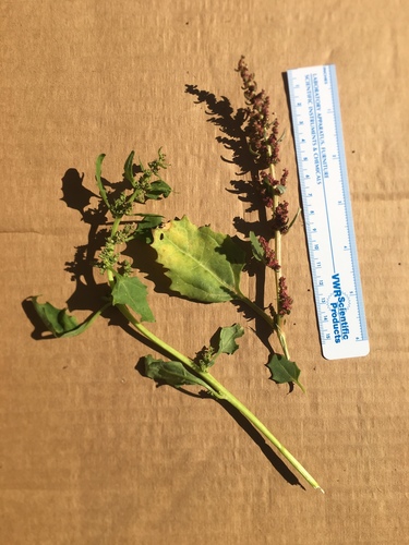 iNaturalist observation photo of Large-seed Goosefoot
