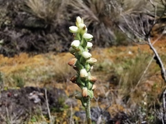 Gomphichis