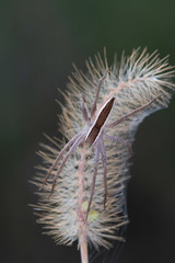 Pisaurina