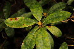 Chuppomyces handelii