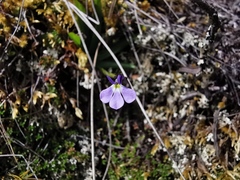 Lobelia tenera