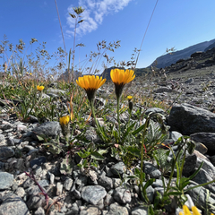 Scorzoneroides montana, photograph (c) Fabien Anthelme, some rights reserved (CC BY-SA)