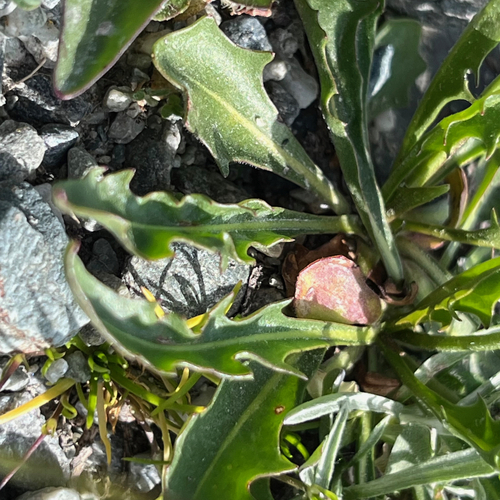 Scorzoneroides montana, photograph 6