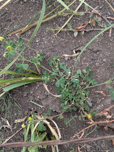Black Medick