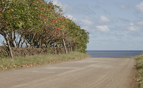Erythrina variegata iNat (3)