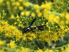 Zethus spinipes variegatus