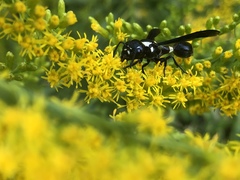 Zethus spinipes variegatus