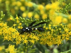 Zethus spinipes variegatus